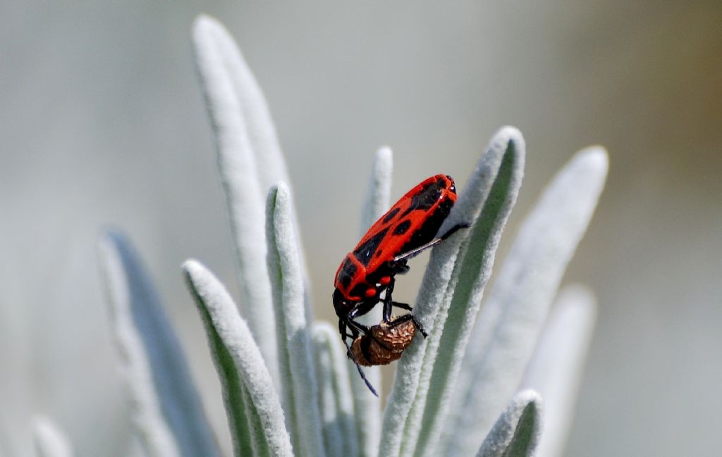 Pyrrhocoridae: Pyrrhocoris apterus del Lazio (Rm)